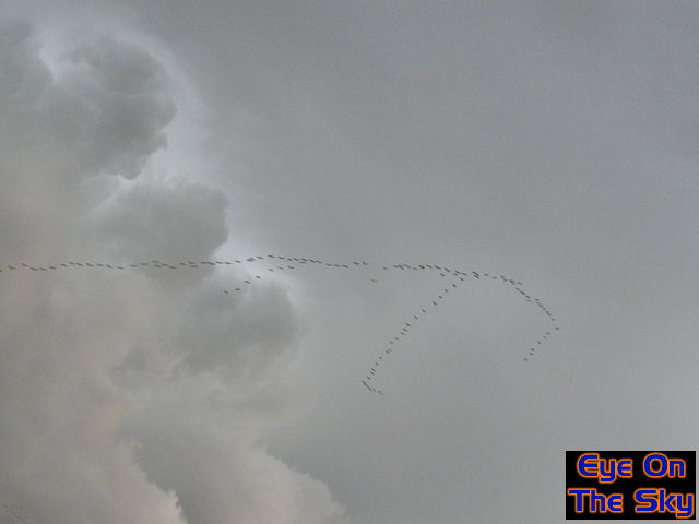 Birds
