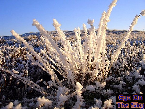 Frost-crusted heather on the Horseshoe Pass