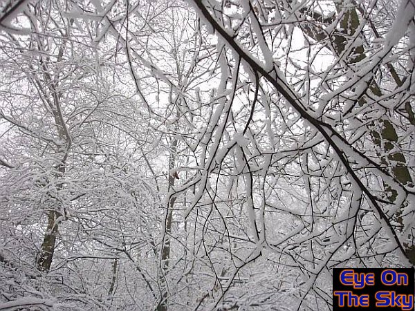 Snow-covered trees on Leith Hill