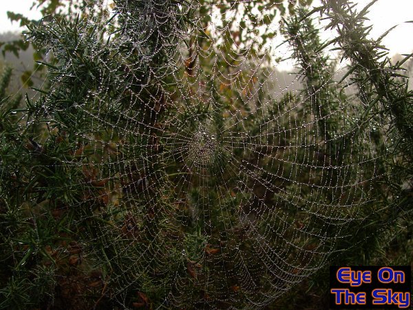 Dew-lined spider's web
