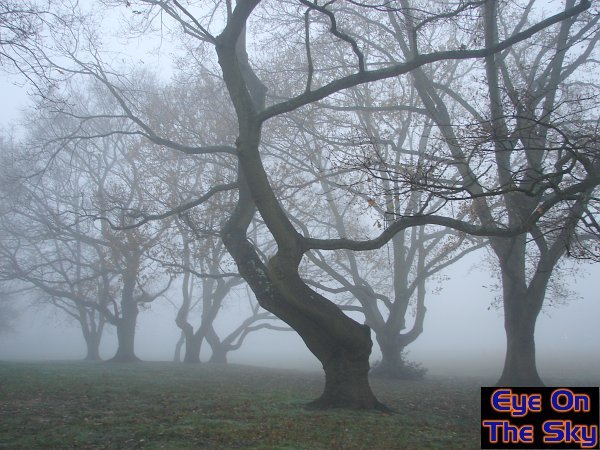 Freezing fog in Weybridge