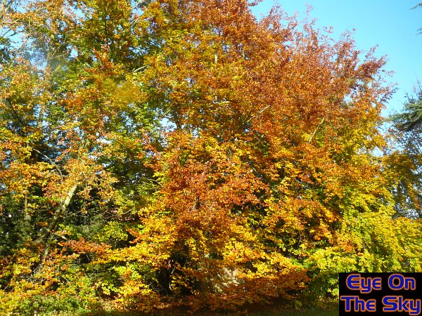 Vivid autumn