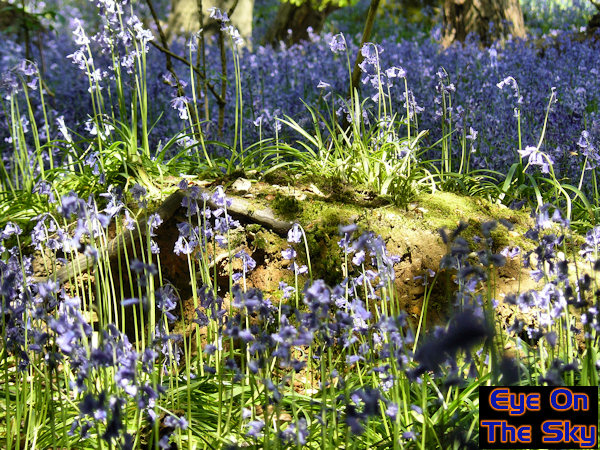 Spring bluebells in Surrey