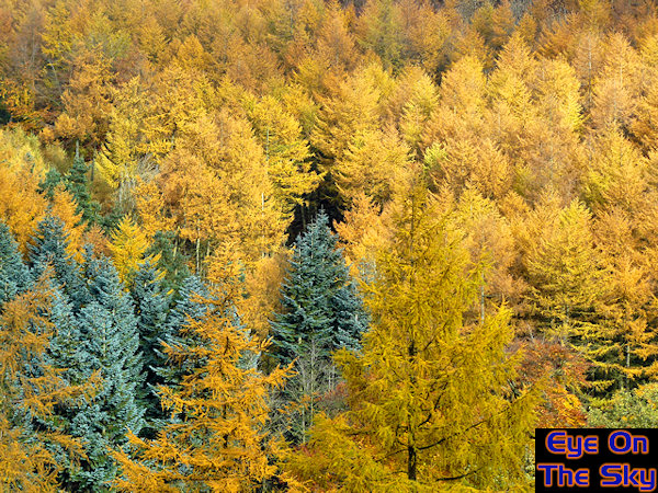Autumnal odd one out?