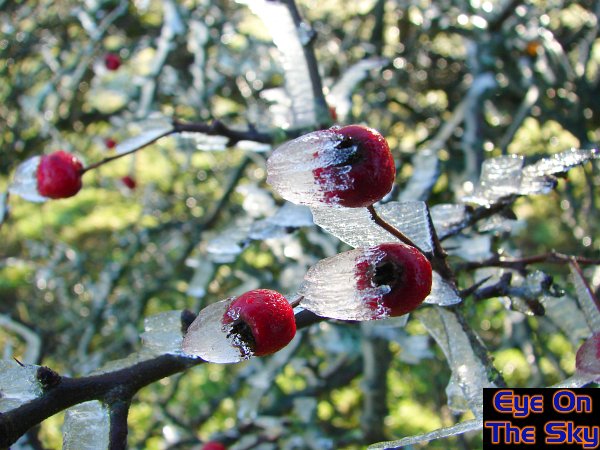 Chilly berries