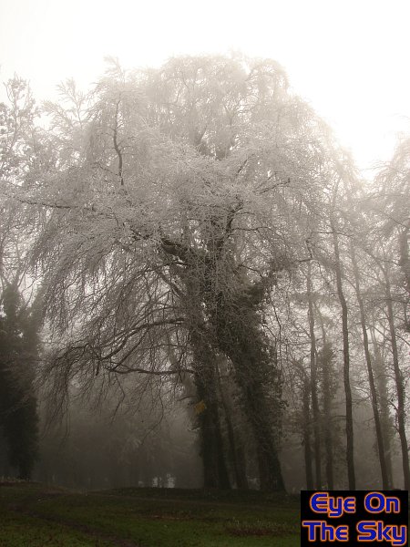 White tree tops